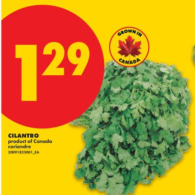 CILANTRO
