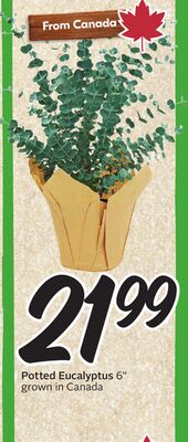 Potted Eucalyptus