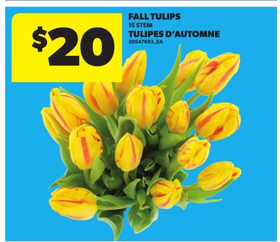 FALL TULIPS, 15 STEM