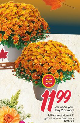Fall Harvest Mum