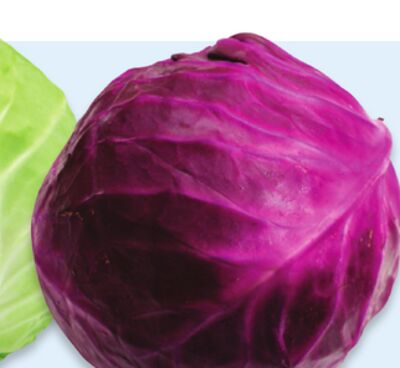 Green or red cabbage