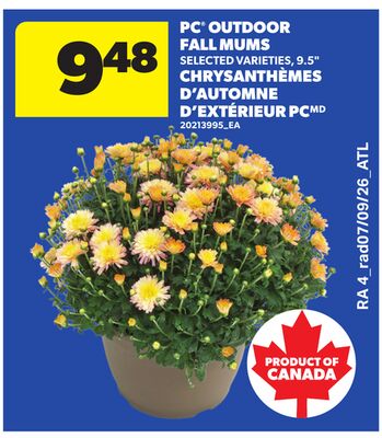 PC® OUTDOOR FALL MUMS, 9.5"