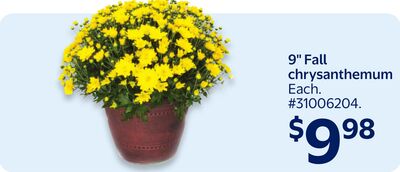 9" Fall chrysanthemum