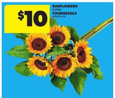 SUNFLOWERS, 5 STEM