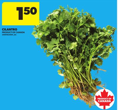 CILANTRO