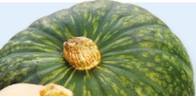 Selected squash