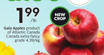 Gala Apples