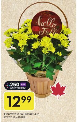 Fleurette in Fall Basket - Big Earn