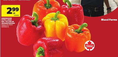 GREENHOUSE EXTRA LARGE RED, YELLOW OR ORANGE PEPPERS