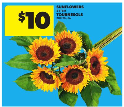 SUNFLOWERS, 5 STEM