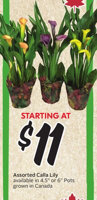 Assorted Calla Lily
