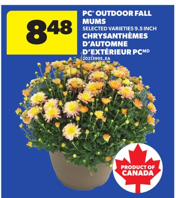 PC® OUTDOOR FALL MUMS, 9.5 INCH