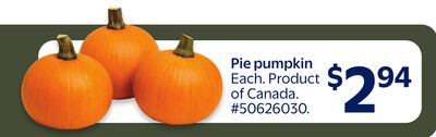 Pie pumpkin