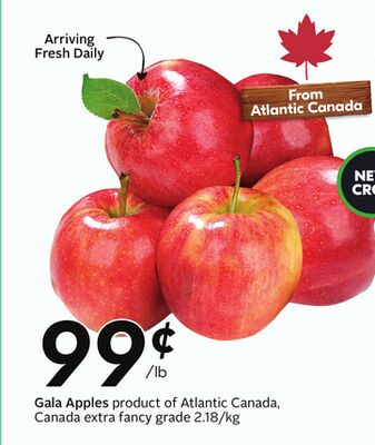Gala Apples - Apple Fest