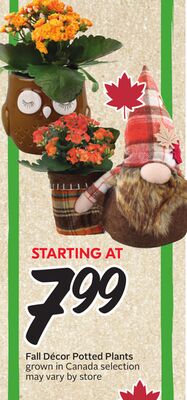 Fall Décor Potted Plants