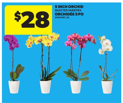 5 INCH ORCHID