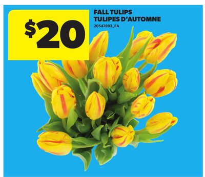 FALL TULIPS