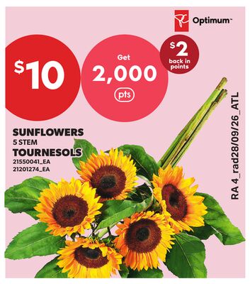SUNFLOWERS, 5 STEM