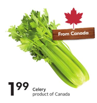 Celery