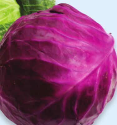 Red cabbage