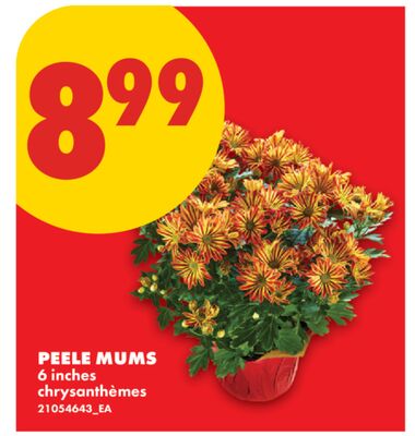 PEELE MUMS, 6 inches