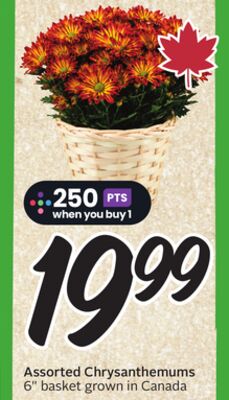 Assorted Chrysanthemums