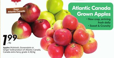 Apples Mcintosh, Gravenstein or Ginger Gold product of Atlantic Canada - Apple Fest