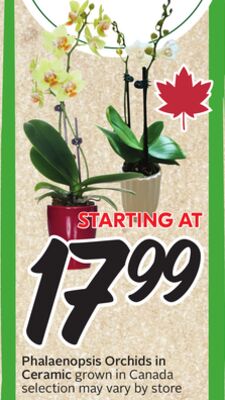 Phalaenopsis Orchids in Ceramic grown in Canada
