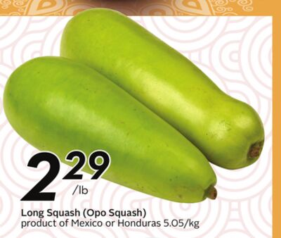 Long Squash (Opo Squash)