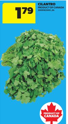 CILANTRO