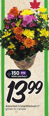 Assorted Crysanthemum