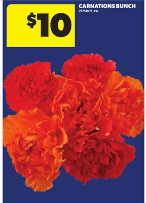 CARNATIONS BUNCH