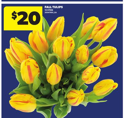 FALL TULIPS