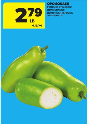 OPO SQUASH