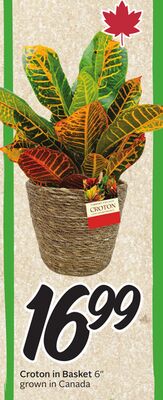 Croton in Basket