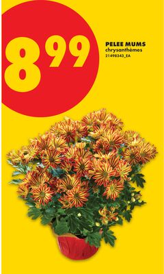 PELEE MUMS