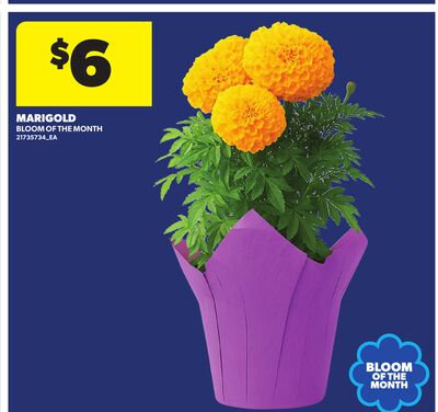 MARIGOLD BLOOM OF THE MONTH