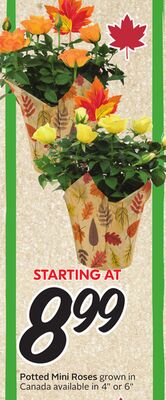 Potted Mini Roses