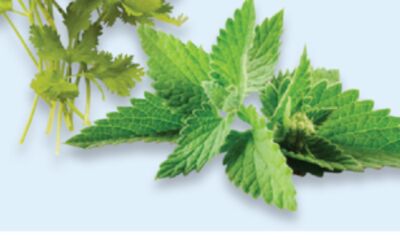Mint Bunch