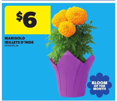 MARIGOLD