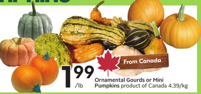 Ornamental Gourds or Mini Pumpkins