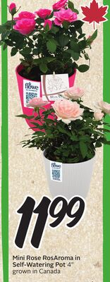 Mini Rose RosAroma in Self-Watering Pot 4"