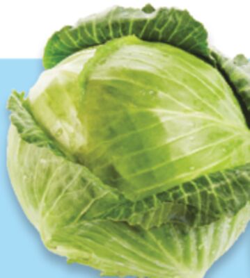 Green cabbage