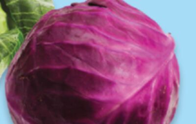 Green or red cabbage