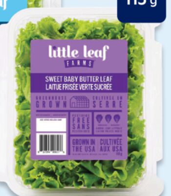 Little Leaf salad greens