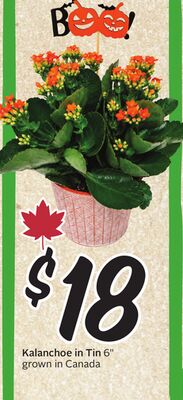 Kalanchoe in Tin 6"