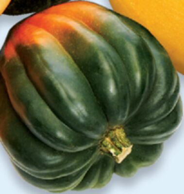 Acorn squash