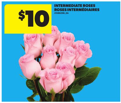 INTERMEDIATE ROSES