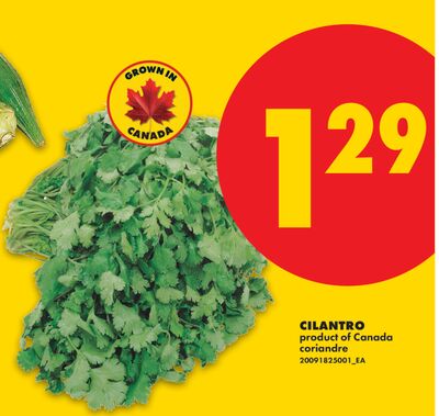 CILANTRO